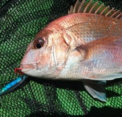 利弥丸（としやまる） 釣果