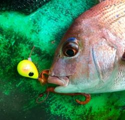 利弥丸（としやまる） 釣果