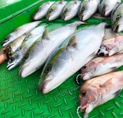 利弥丸（としやまる） 釣果