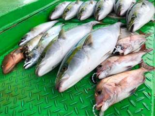 利弥丸（としやまる） 釣果