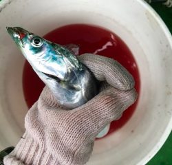 利弥丸（としやまる） 釣果