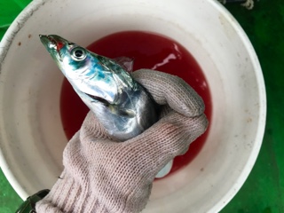 利弥丸（としやまる） 釣果