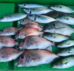 利弥丸（としやまる） 釣果