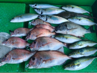 利弥丸（としやまる） 釣果