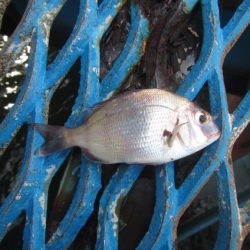 オリジナルメーカー海づり公園(市原市海づり施設) 釣果