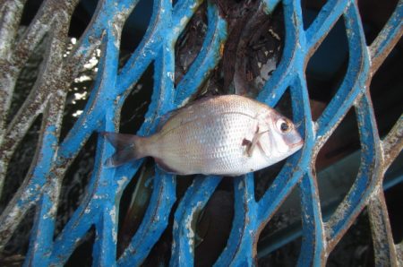 オリジナルメーカー海づり公園(市原市海づり施設) 釣果