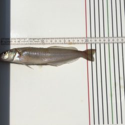 オリジナルメーカー海づり公園(市原市海づり施設) 釣果