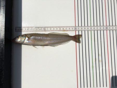 オリジナルメーカー海づり公園(市原市海づり施設) 釣果