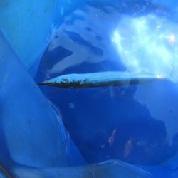 オリジナルメーカー海づり公園(市原市海づり施設) 釣果