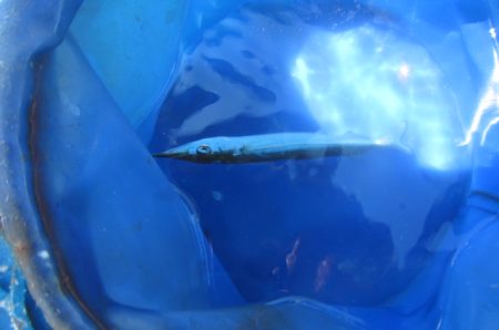 オリジナルメーカー海づり公園(市原市海づり施設) 釣果