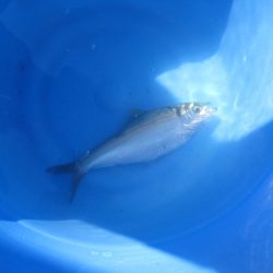 オリジナルメーカー海づり公園(市原市海づり施設) 釣果