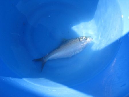 オリジナルメーカー海づり公園(市原市海づり施設) 釣果