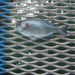 オリジナルメーカー海づり公園(市原市海づり施設) 釣果