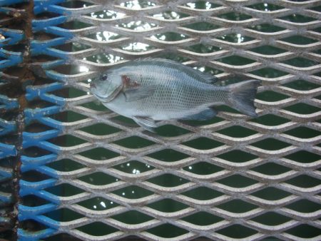 オリジナルメーカー海づり公園(市原市海づり施設) 釣果