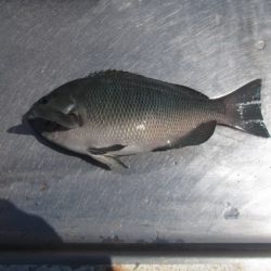 オリジナルメーカー海づり公園(市原市海づり施設) 釣果