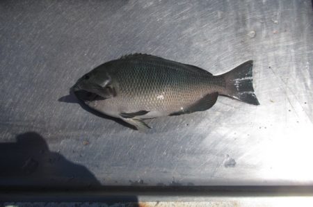 オリジナルメーカー海づり公園(市原市海づり施設) 釣果