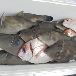 ＨＡＲＵＫＡ丸　はるかまる 釣果