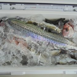 ＨＡＲＵＫＡ丸　はるかまる 釣果