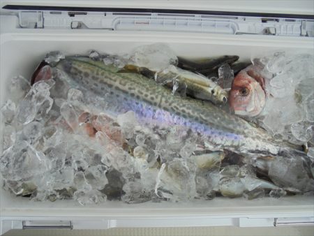 ＨＡＲＵＫＡ丸　はるかまる 釣果