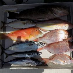 フィッシングボート空風(そらかぜ) 釣果