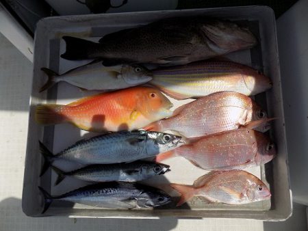 フィッシングボート空風(そらかぜ) 釣果