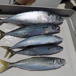 フィッシングボート空風(そらかぜ) 釣果