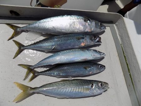 フィッシングボート空風（そらかぜ） 釣果