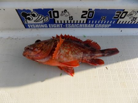 フィッシングボート空風(そらかぜ) 釣果