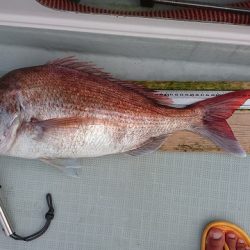 フィッシングボートACE（エース） 釣果