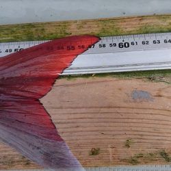 フィッシングボートACE（エース） 釣果