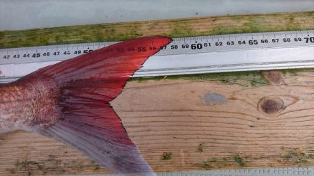 フィッシングボートACE（エース） 釣果