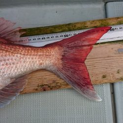 フィッシングボートACE（エース） 釣果