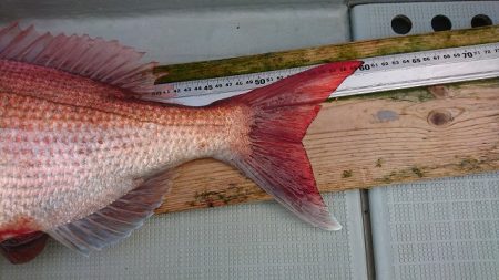 フィッシングボートACE（エース） 釣果