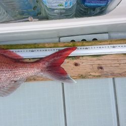 フィッシングボートACE（エース） 釣果