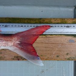 フィッシングボートACE（エース） 釣果