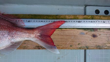 フィッシングボートACE（エース） 釣果