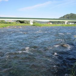 狩野川（狩野川漁業協同組合） 釣果