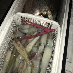 寿裕 （YOSHIHIRO） 釣果