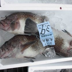 大進丸(新潟) 釣果