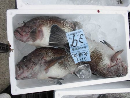 大進丸(新潟) 釣果