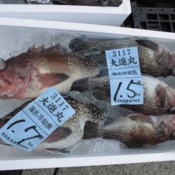 大進丸(新潟) 釣果