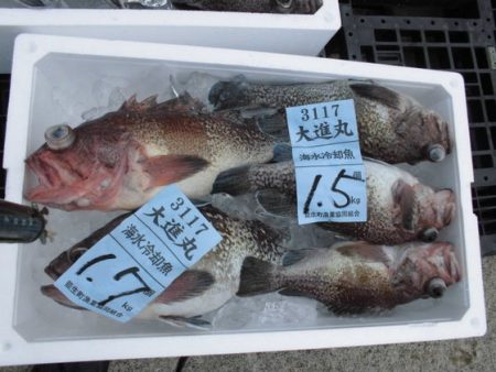 大進丸(新潟) 釣果