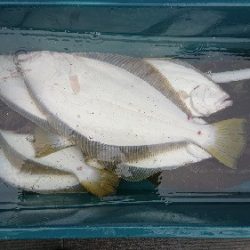 小樽港遊漁船SHAKE 釣果