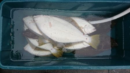 小樽港遊漁船ＳＨＡＫＥ 釣果