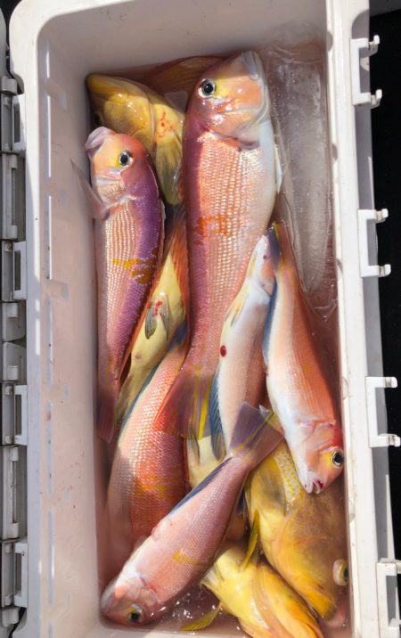 あみや渡船 JIGBOY 釣果