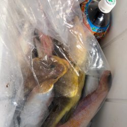 あみや渡船 JIGBOY 釣果