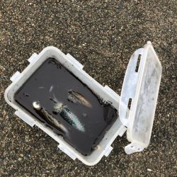 あみや渡船 釣果