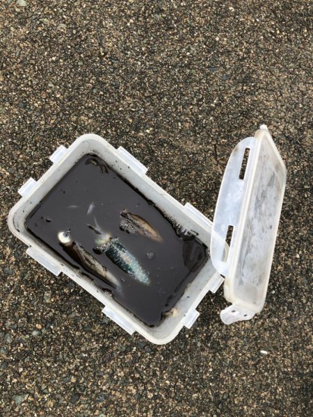 あみや渡船 釣果