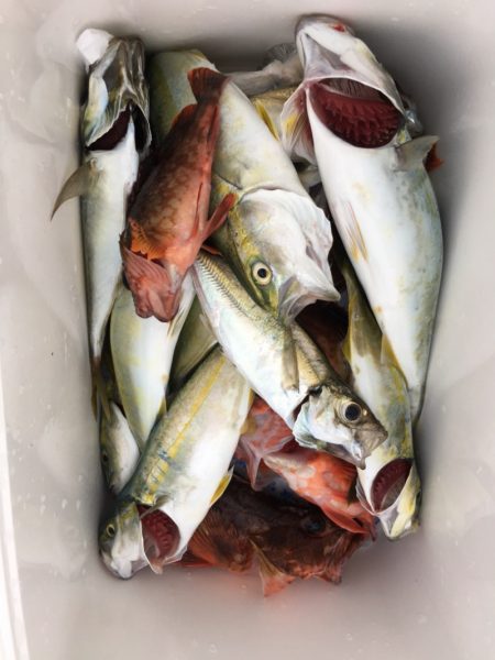 うさぎ丸 釣果