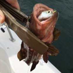 うさぎ丸 釣果